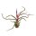 Tillandsia bulbosa