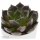 Echeveria Echoc - 6cm