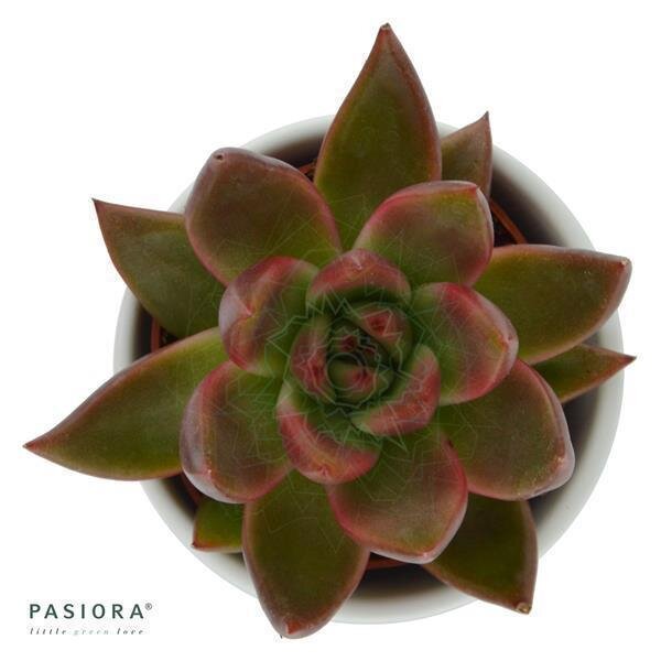 Echeveria agavoides Mars - 6cm