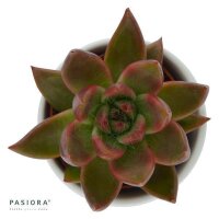 Echeveria agavoides Mars - 6cm