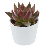 Echeveria agavoides Mars - 6cm