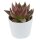 Echeveria agavoides Mars - 6cm
