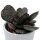 Adromischus trigynus - 5,5cm