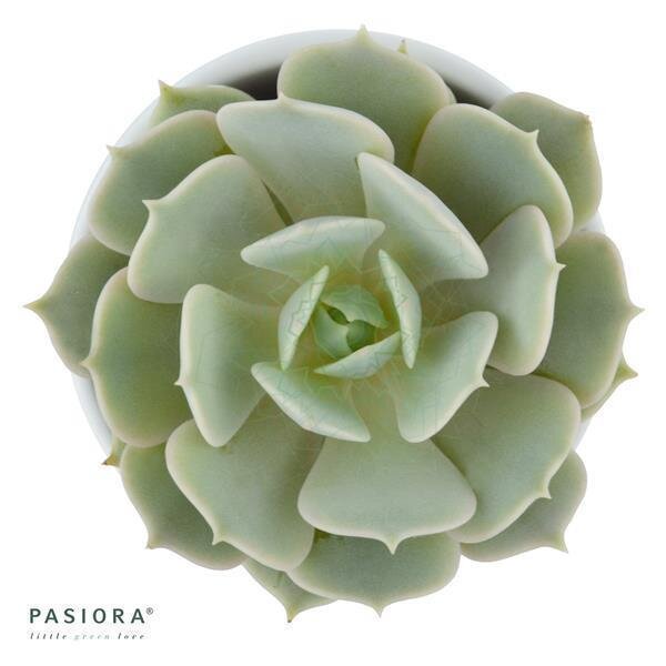 Echeveria Lola - 5,5cm
