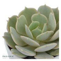 Echeveria Lola - 6cm