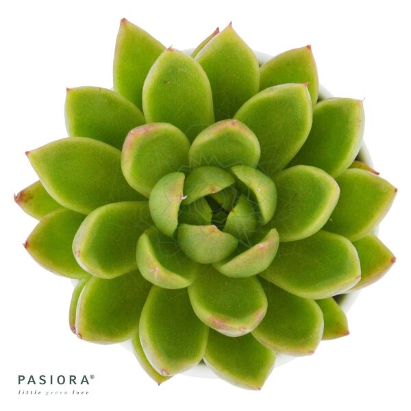 Echeveria agavoides Miranda - 6cm