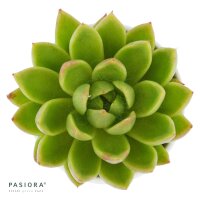 Echeveria agavoides Miranda - 6cm