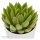 Echeveria agavoides Miranda - 6cm
