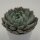 Echeveria cuspidata var. gemmula - 8,5cm