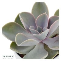 Echeveria Perle von Nürnberg - 6cm
