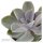 Echeveria Perle von Nürnberg - 6cm