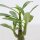 Adenium obesum - 6cm