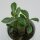 Adenium obesum - 6cm
