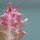Euphorbia trigona Rubra - 5,5cm