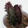 Euphorbia trigona Rubra - 5,5cm