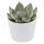 Echeveria parva Beatrice - 6cm