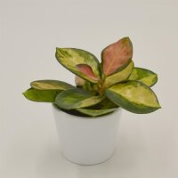 Hoya australis Lisa - 6cm