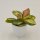 Hoya australis Lisa - 6cm
