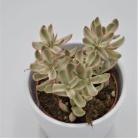 Crassula Candy Cane - 8,5cm