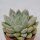 Echeveria tolimanensis - 5,5cm