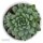 Echeveria setosa var. minor - 5,5cm