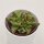 Faucaria  Monster - 8,5cm