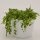 Senecio rowleyanus - 10,5cm