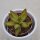 Sedum nussbaumerianum - 5,5cm