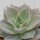 Echeveria Madiba - 8,5cm