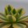 Aeonium decorum Sunburst - 8,5cm