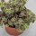 Crassula pellucida ssp. marginalis - 8,5cm