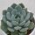 x Pachyveria Corvus - 10,5cm