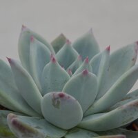Echeveria colorata f. Tapalpa - 10,5cm