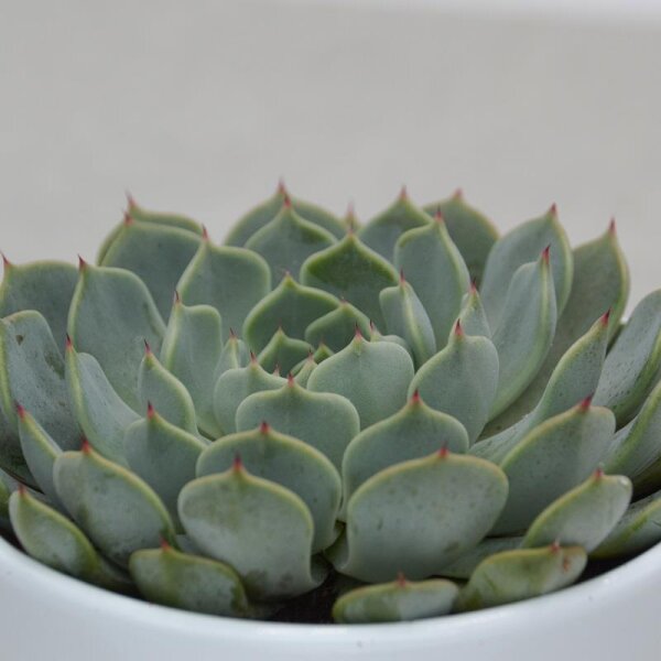 Echeveria texensis - 10,5cm