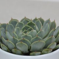 Echeveria texensis - 10,5cm