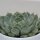 Echeveria texensis - 10,5cm