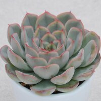 Echeveria Hercules - 6cm