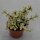 Portulacaria afra Variegata - 8,5cm
