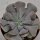 Echeveria Cubic Frost - 9cm