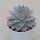 Echeveria Blue Bird - 8,5cm