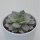 Echeveria Blue Bird - 8,5cm