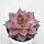 Echeveria agavoides Romeo - 10,5cm