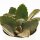Kalanchoe beharensis Fang - 10,5cm