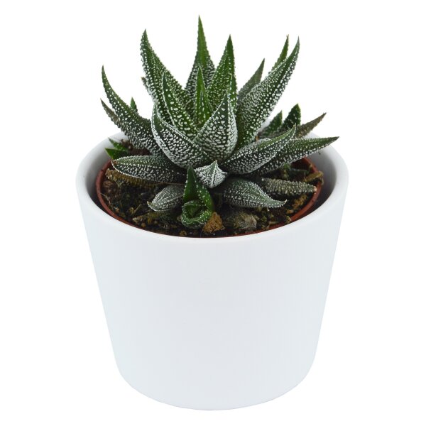 Haworthia fasciata Concolor - 6cm