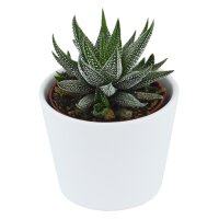 Haworthia fasciata Concolor - 6cm