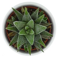 Haworthia fasciata Concolor - 6cm