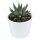 Haworthia fasciata Concolor - 6cm