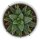 Haworthia fasciata Concolor - 6cm