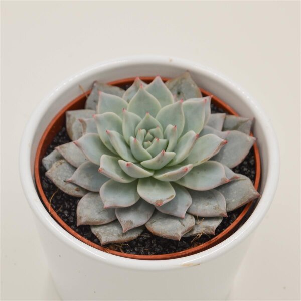 Echeveria Blue Bird - 10,5cm