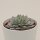Echeveria Blue Bird - 10,5cm